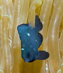 Juvenile Three-Spot Dascyllus (Dascyllus trimaculatus) in... by Jim Chambers 